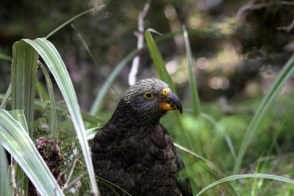 Kea (Nestor notabilis)